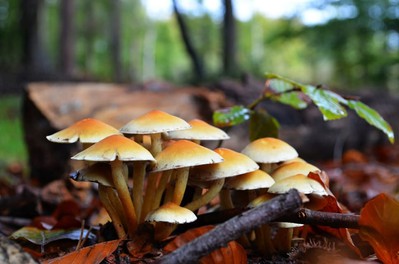 मकवानपुरमा जंगली च्याउ खाँदा ३ जनाको मृत्यु, १६ बिरामी