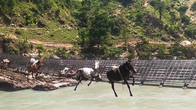 कर्णालीको झोलुंगे पुलको लठ्ठा चुँडिदा १४ खच्चर फसे