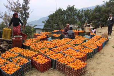 सुन्तला बेचेर म्याग्दीका किसानले भित्र्याए २१ करोड