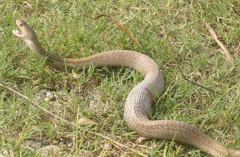 महोत्तरीमा सर्पको बिगबिगी