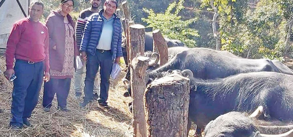 कर्जा लिएर उदाहरणीय व्यवसाय चलाउँदै युवा