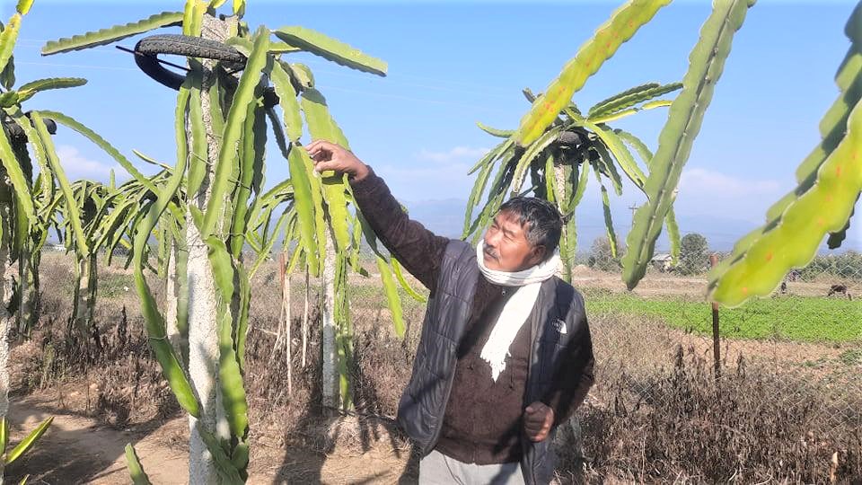 ड्रागन खेतीमा बित्दै पूर्वमन्त्री विष्टका दिन