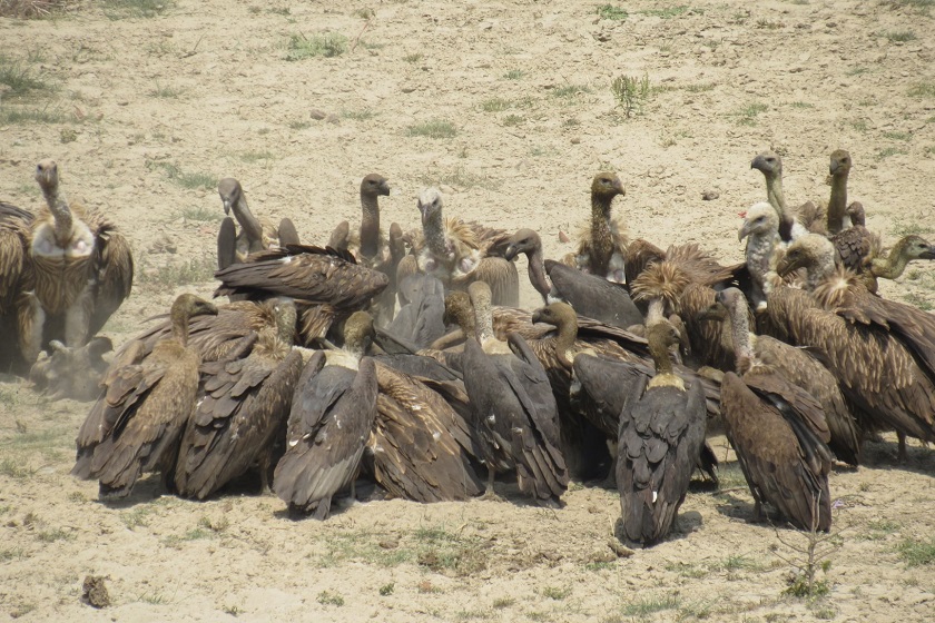 बन्द गरिँदै गिद्ध प्रजनन केन्द्र