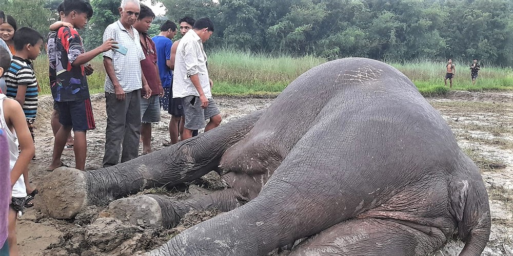 झापा अर्जुनधारामा अर्को मृत हात्ती फेला