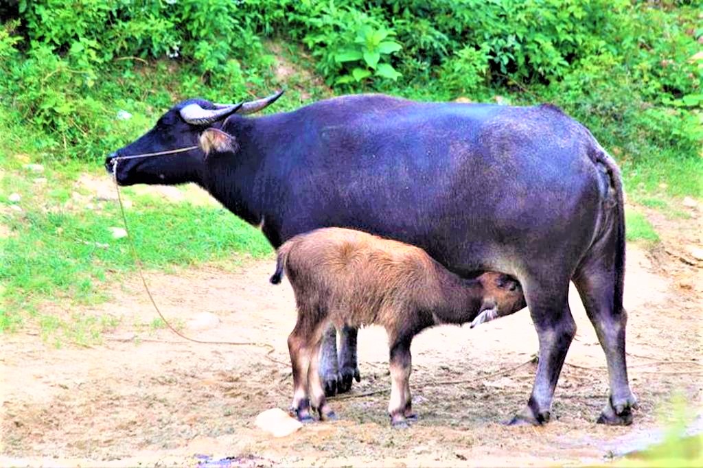 चार करोड लगानीमा पशुपालन