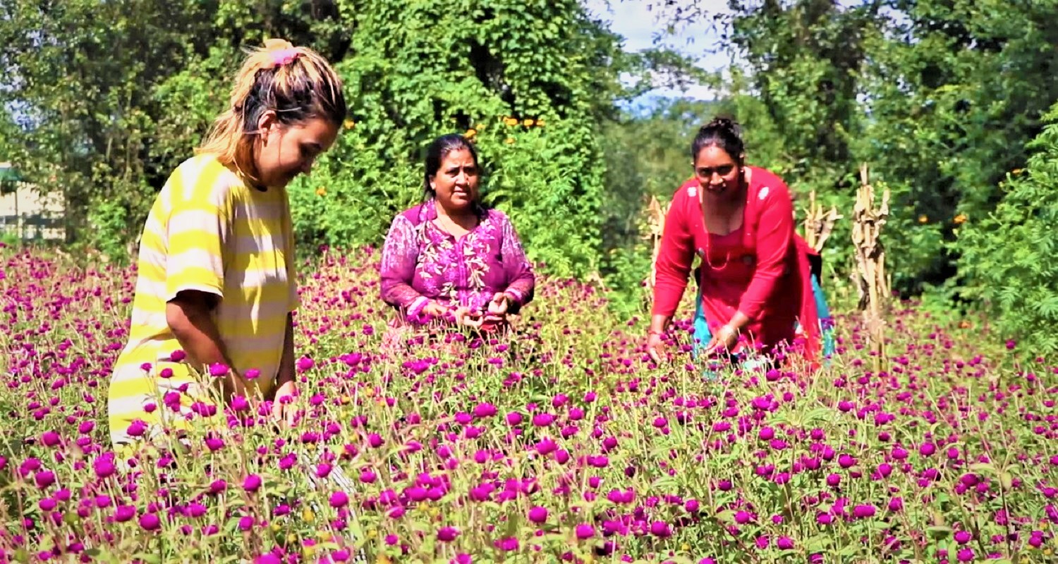 भक्तपुरका किसान मखमली फूल टिपेर माला उन्नमा व्यस्त