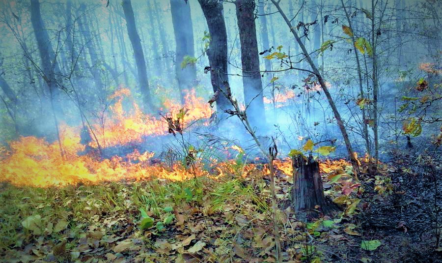 काभ्रेका जंगलमा डढेलो, सचेत रहन आग्रह